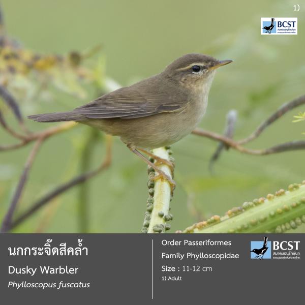 Phylloscopus fuscatus