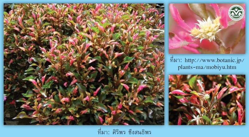 Alternanthera bettzickiana