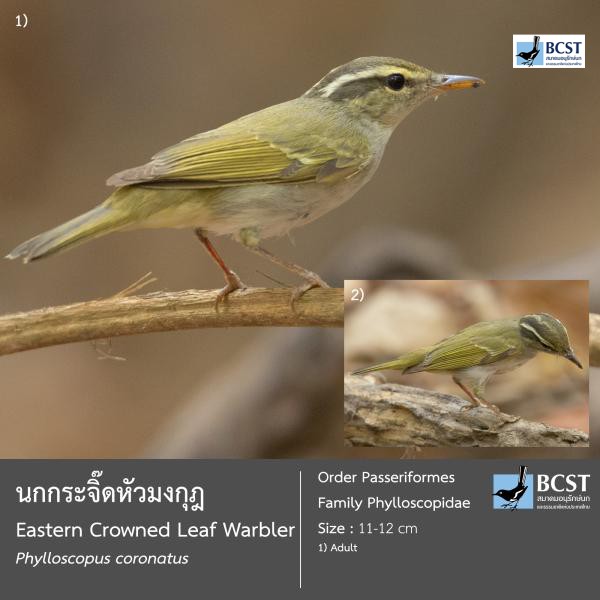 Phylloscopus coronatus
