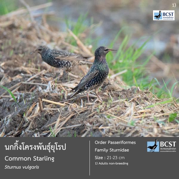 Sturnus vulgaris
