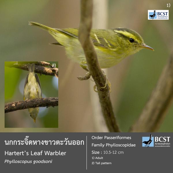 Phylloscopus goodsoni