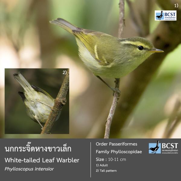 Phylloscopus intensior