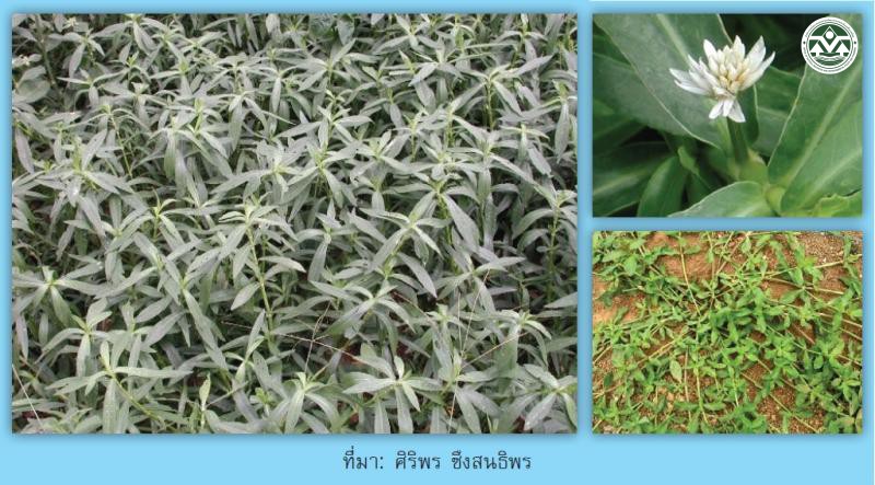 Alternanthera philoxeroides