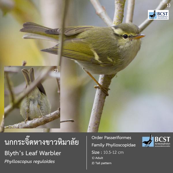 Phylloscopus reguloides