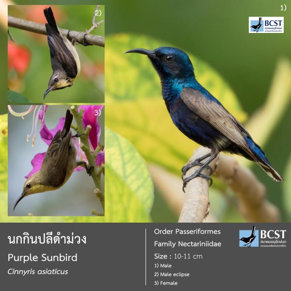 Cinnyris asiaticus