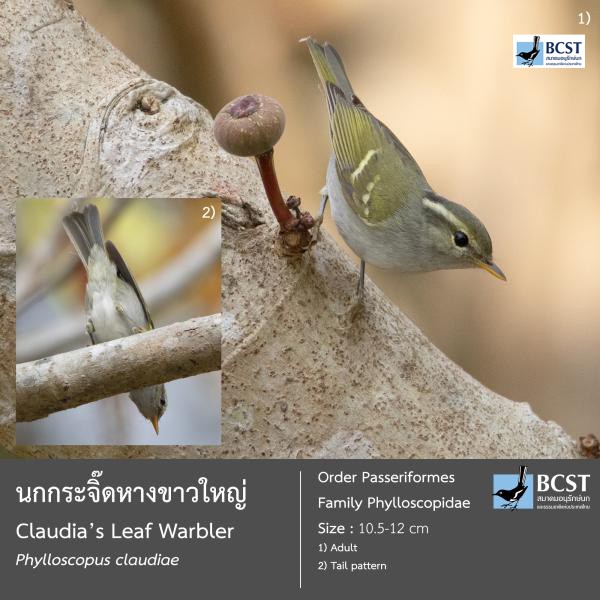 Phylloscopus claudiae