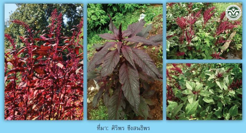 Amaranthus caudatus