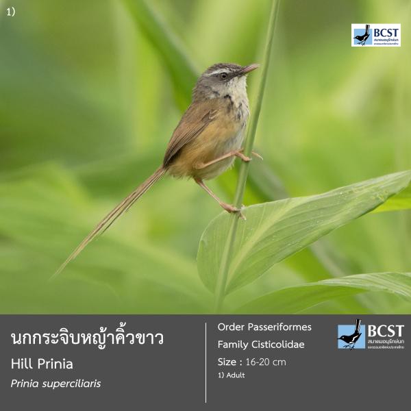 Prinia superciliaris