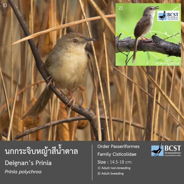 Prinia polychroa