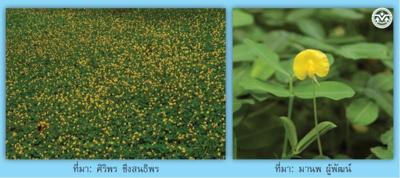 Arachis pintoi