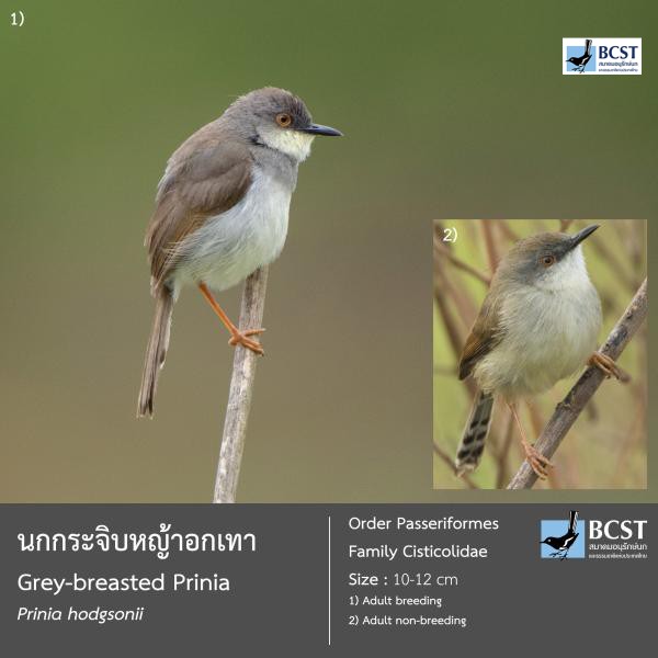 Prinia hodgsonii