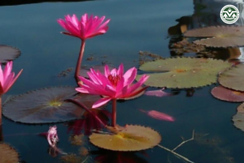 Nymphaea lotus