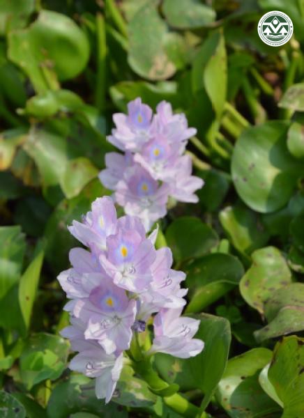 Eichhornia crassipes