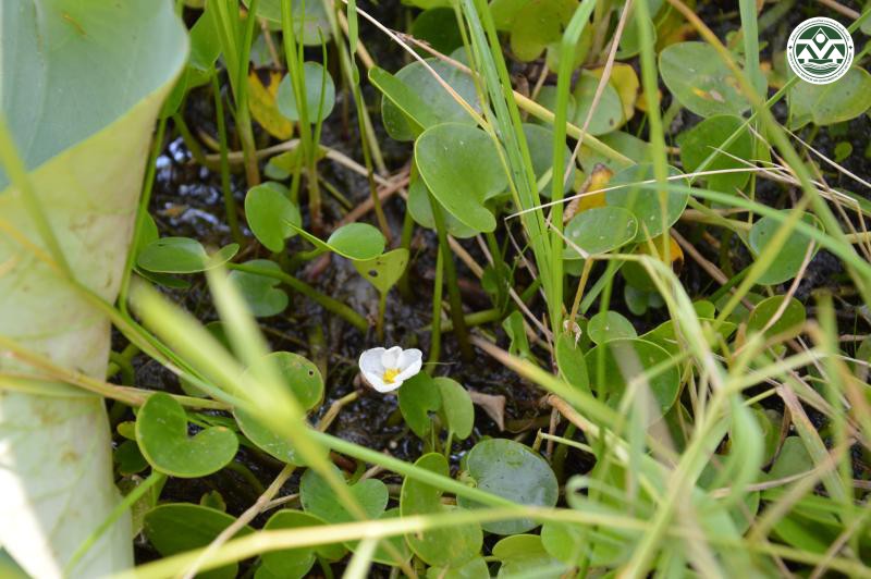 Hydrocharis dubia