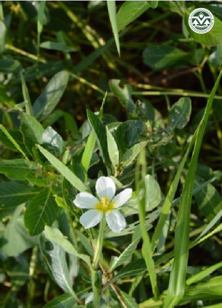 Ludwigia adscendens