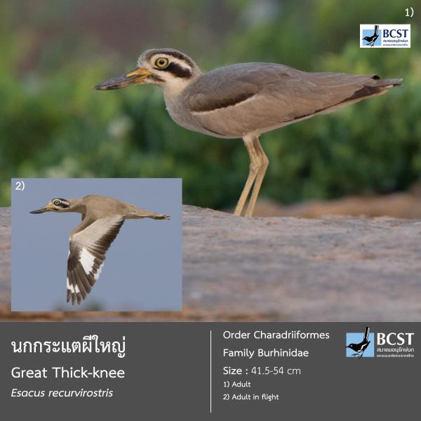 Esacus recurvirostris