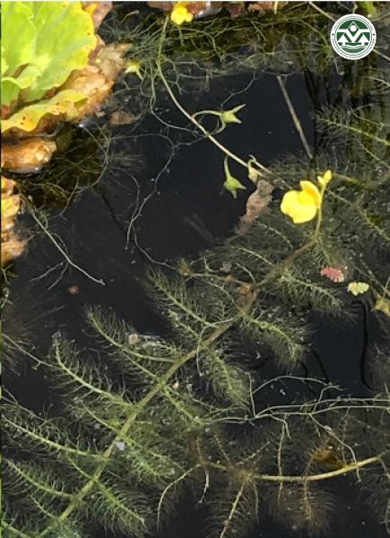 Utricularia aurea