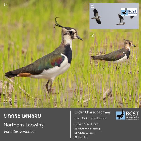 Vanellus vanellus