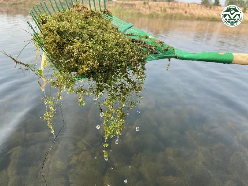Limnophila sessiliflora