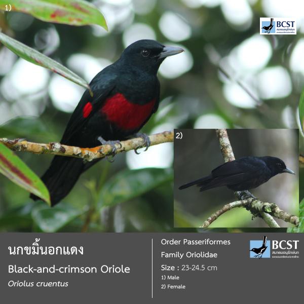 Oriolus cruentus