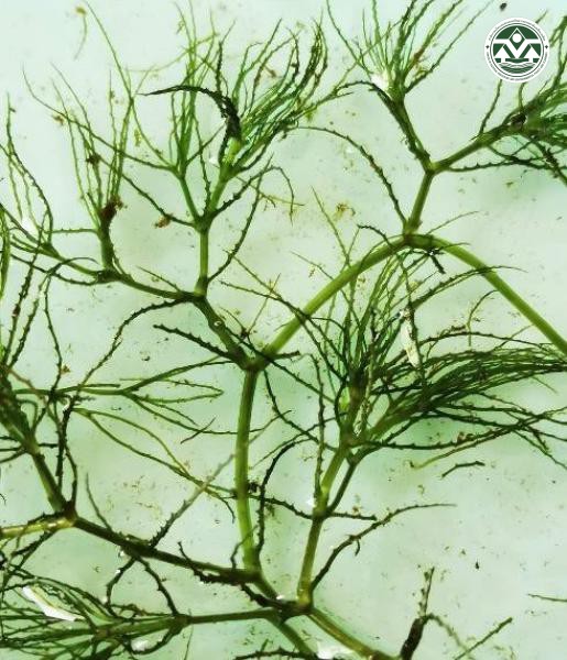 Najas graminea