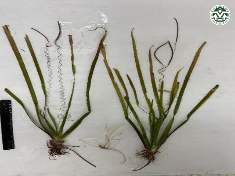 Vallisneria spiralis
