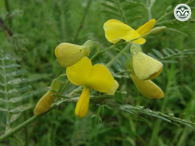 Sesbania javanica