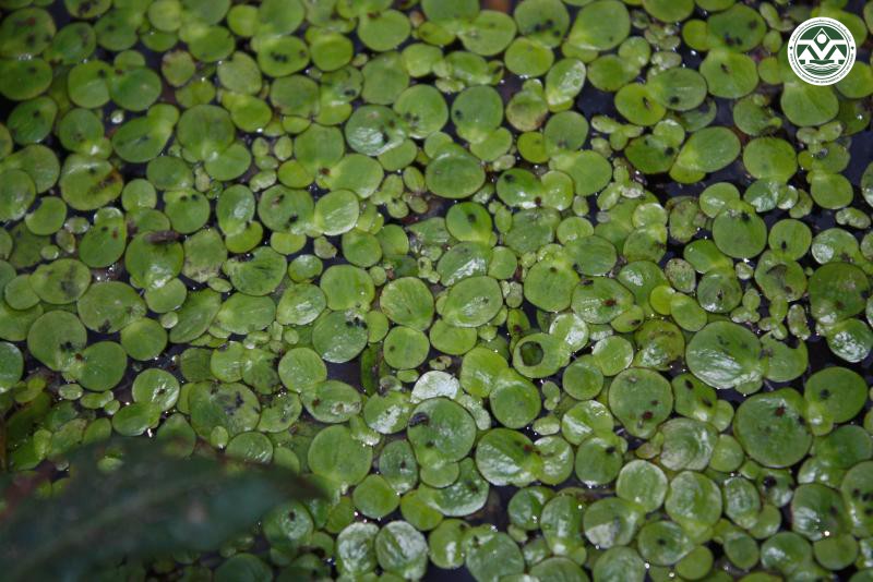 Spirodela polyrhiza