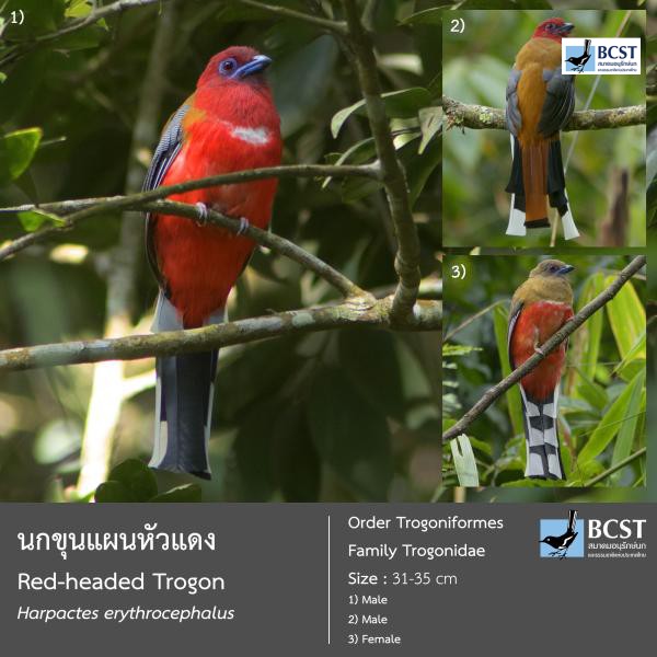 Harpactes erythrocephalus