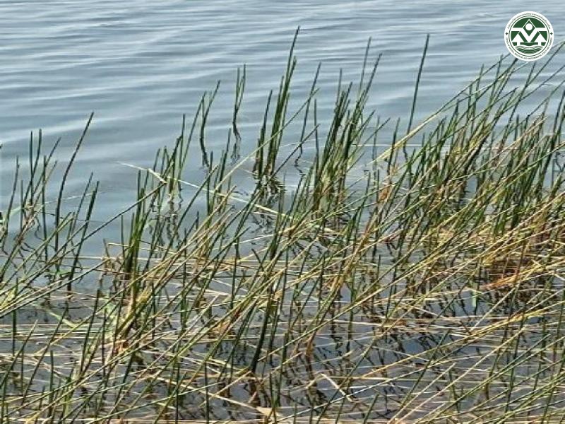 Eleocharis dulcis