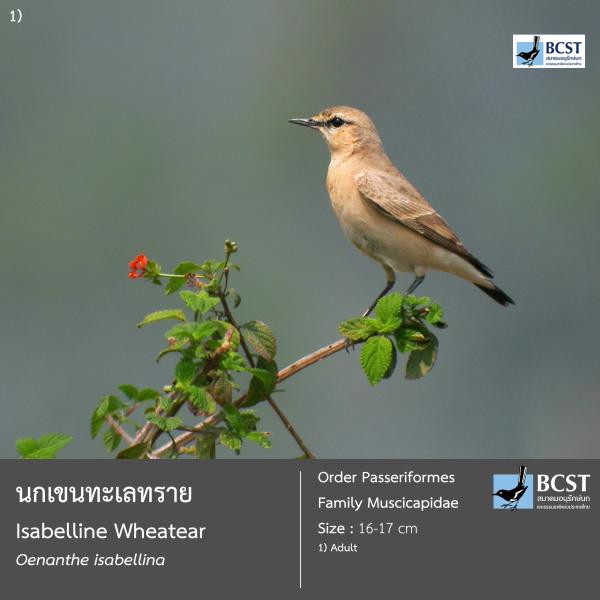 Oenanthe isabellina