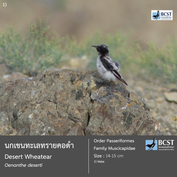 Oenanthe deserti