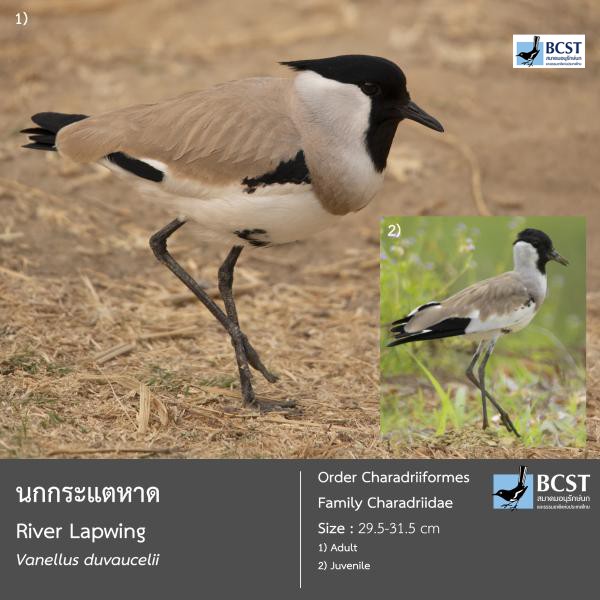 Vanellus duvaucelii