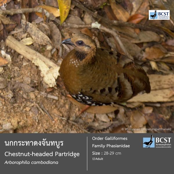 Arborophila cambodiana