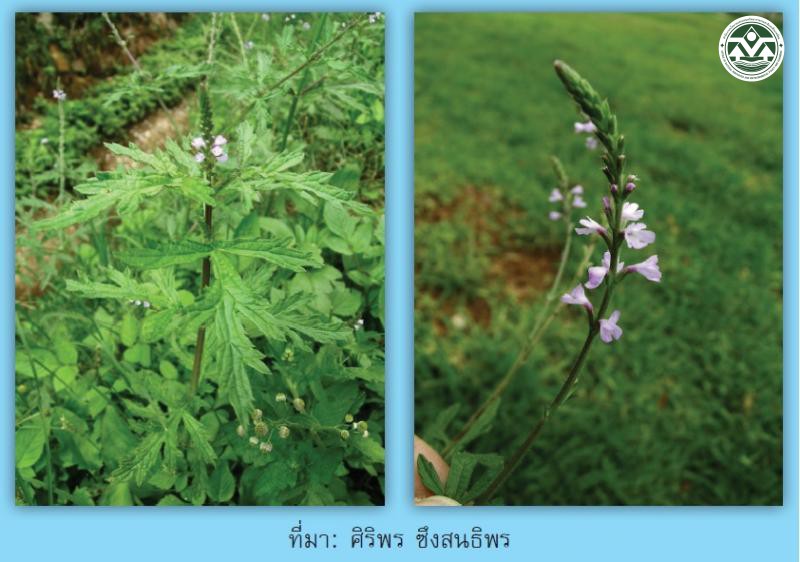 Verbena officinalis