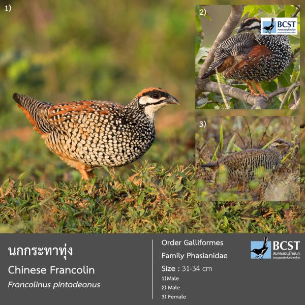 Francolinus pintadeanus