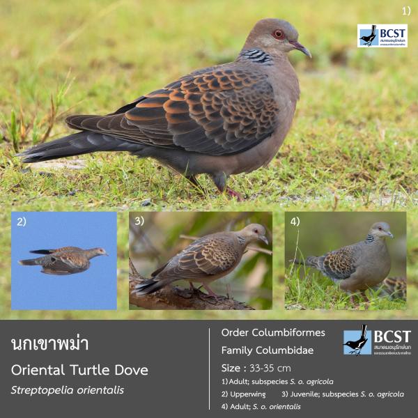Streptopelia orientalis