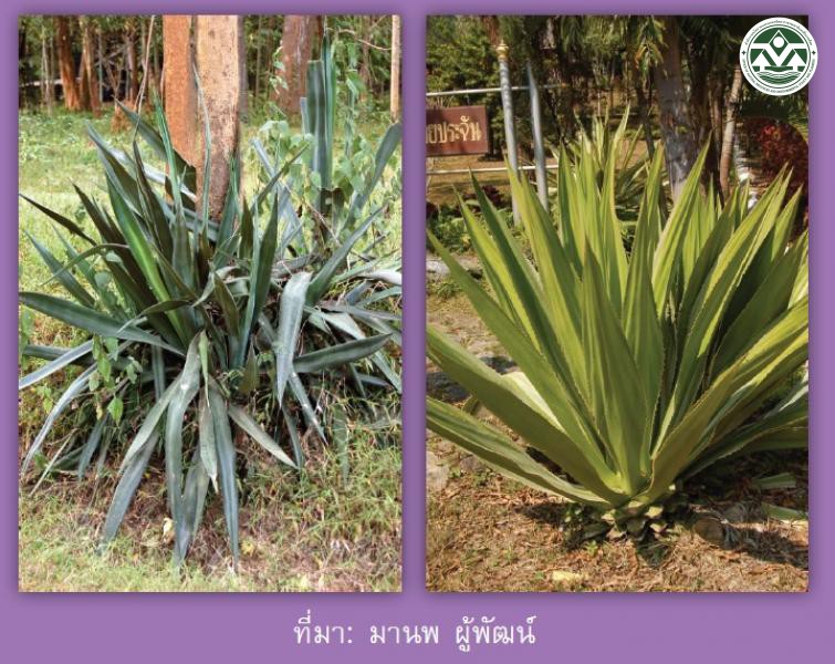 Agave americana