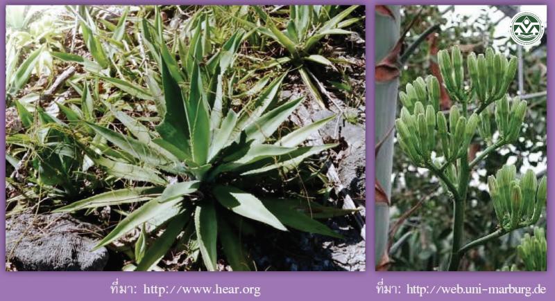 Agave sisalana