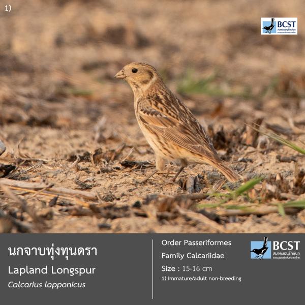 Calcarius lapponicus