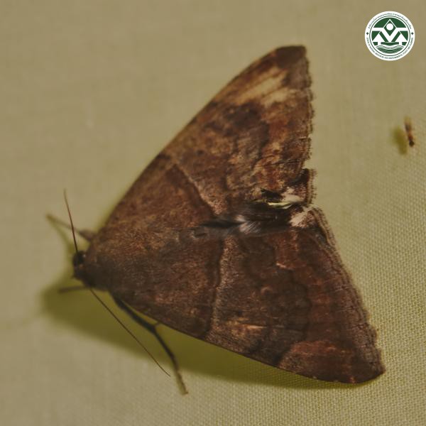 Achaea janata