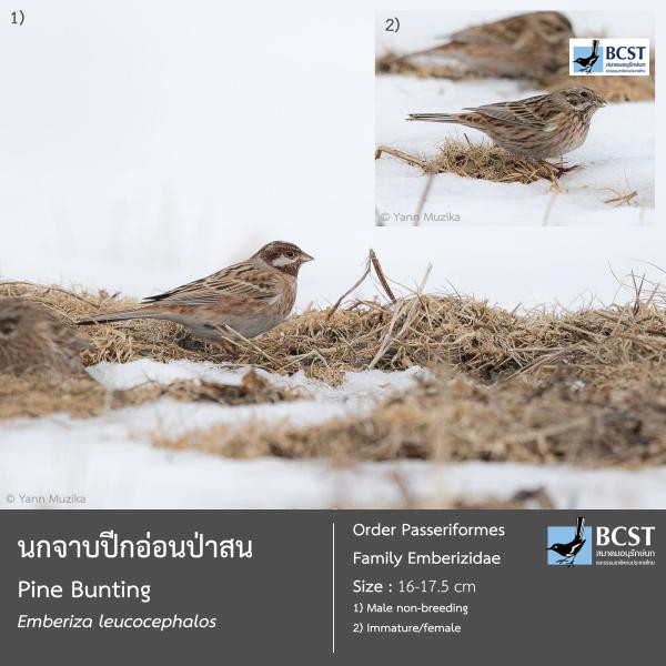 Emberiza leucocephalos