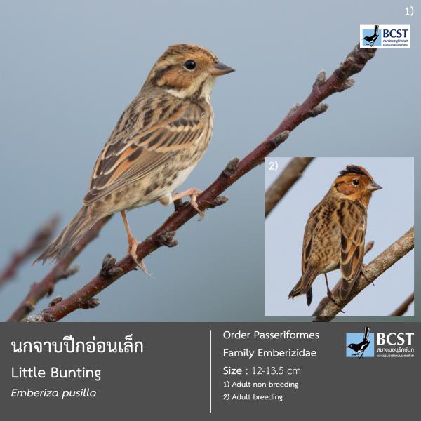 Emberiza pusilla