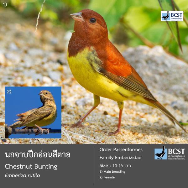 Emberiza rutila