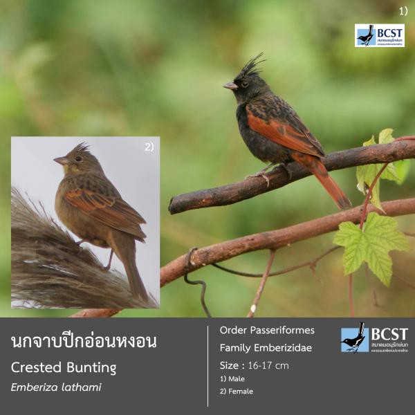 Emberiza lathami