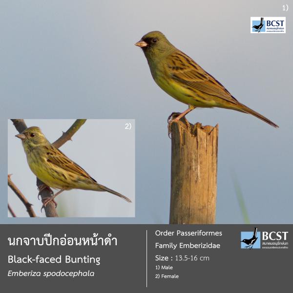 Emberiza spodocephala
