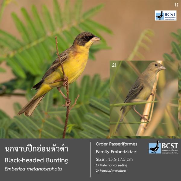 Emberiza melanocephala