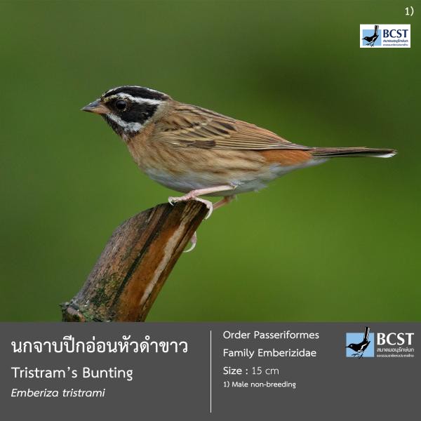 Emberiza tristrami