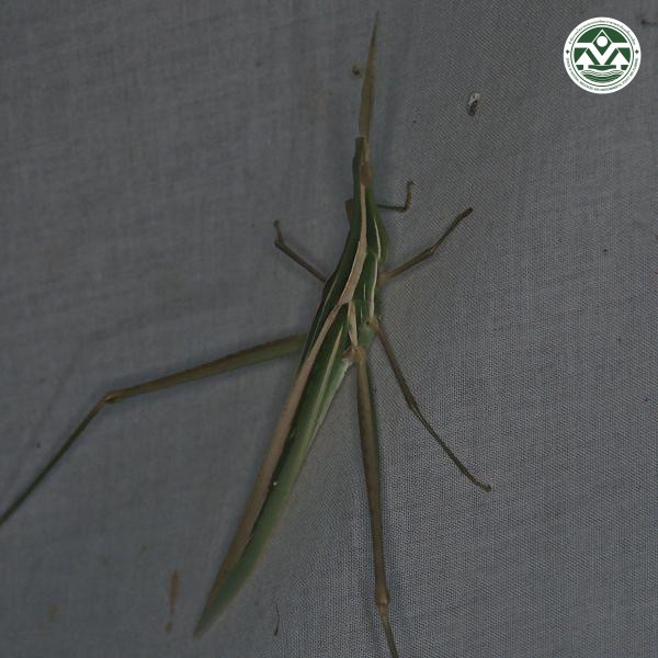 Acrida cinerea