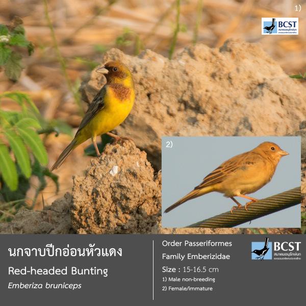 Emberiza bruniceps